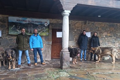 Ejemplares del criadero Mastines de Filandón, con sus criadores. ARAUJO