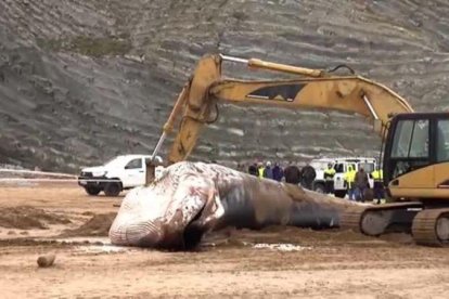 El animal, de 30 toneladas de peso y 16 metros de longitud, falleció horas después de que unos particulares que se encontraban en la zona dieran el aviso a las autoridades pertinentes.