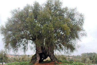 Los expertos creen que este ser vivo se encuentra en perfecto estado y podría ser eterno. EFE