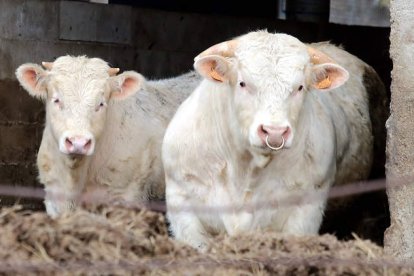 Dos animales bovinos en una explotación ganadera de la comarca leonesa de Babia. MARCIANO PÉREZ