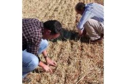 La siembra de la colza ha comenzado en la provincia