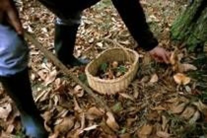 La recogida de setas es una actividad habitual en los montes de la localidad de Tabuyo