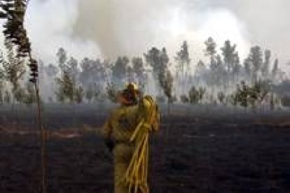 Un trabajador forestal recoge la manguera en un pequeño monte gallego que quedó arrasado ayer