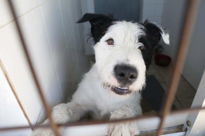 Los animales esperan un nuevo dueño en las instalaciones de Vilecha. FERNANDO OTERO.