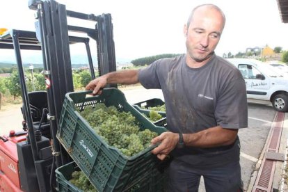 La uva de la variedad Chardonnay, la primera recogida en el Bierzo este año, comenzó a entrar ayer en la Bodega de Prada