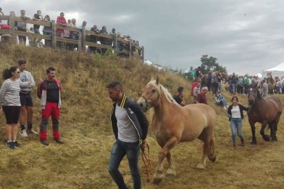 El concurso-exposición de San Emiliano contó con la presencia de más de trescientos ejemplares de la raza equina hispano-bretón. ARAUJO