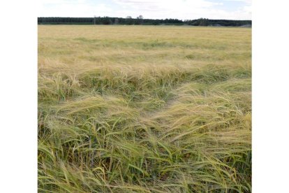 Los agricultores que cultivaran cereal serán los primeros en recibir las indemnizaciones. ACACIO