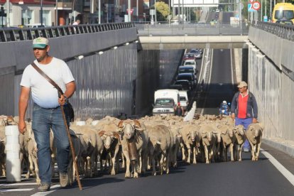 Un rebaño trashumante por el cruce de Michaisa ayer por la mañana.