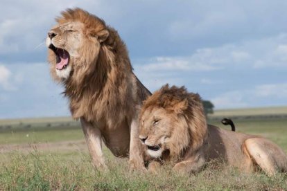 Una pareja de leones en plena sabana africana. IURII IVASHCHENKO / PEXELS