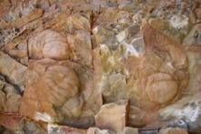 Cefalones o cabezas de trilobites hallados en el yacimiento de Los Barrios de Luna