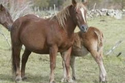 Ganado equino de Candemuela que pasta en el puerto de Pinos