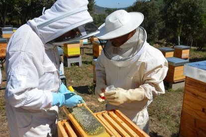 José Javier Sanz y Félix Adanero, durante una toma de muestras en una colmena. DL