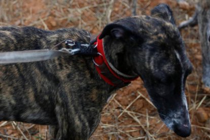 Un ejemplar de galgo. MARCIANO PÉREZ