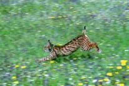 Fotografía de un lince ibérico en Hornachuelos, Córdoba