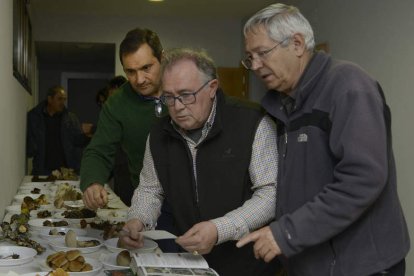 Los participantes en la jornada clasifican las setas recogidas. ACACIO