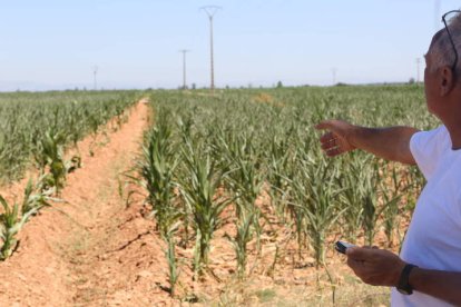 Un agricultor muestra su cosecha de maíz, prácticamente seca, en Valdefuentes del Páramo.