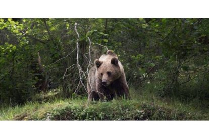 Un ejemplar de oso pardo cantábrico. EDUARDO MARGARETO