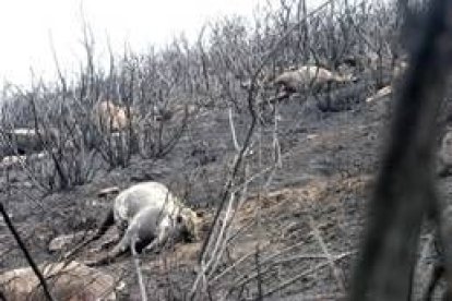 Caballos muertos en el incendio de Sabucedo