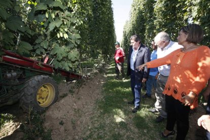 Marcos observa la cosecha de lúpulo, en una parcela de Gavilanes. RAMIRO