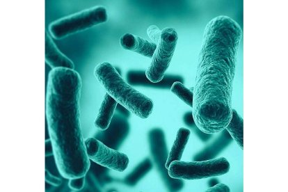 Las bacterias que viven en el intestino forman la microbiota natural de los seres vivos. jezper