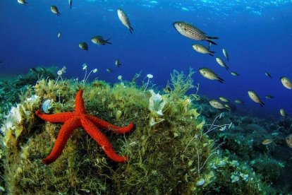 Fotografía facilitada por la oenegé Oceana de una estrella roja hallada durante una reciente expedición. JUAN CUETOS