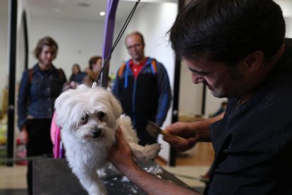 El cuidado de mascotas ha generado un negocio creciente en la comarca. ANA F. BARREDO