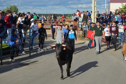 Los encierros taurinos vuelven a ser, un año más, uno de los polos de atracción de las fiestas. MEDINA