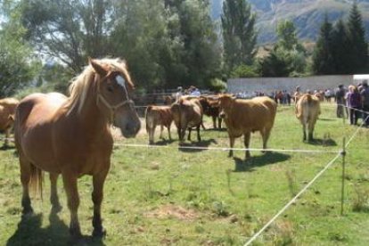 La exposición de ganado vacuno y equino resultó un rotundo éxito de participación.