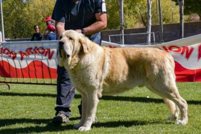 Imagen de Superviviente I de Carranca de Hierro, el macho adulto campeón de 2022. DL