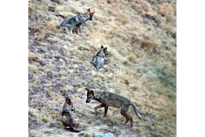 Ejemplares de lobo en la Montaña de Riaño. ANDONI CANELA