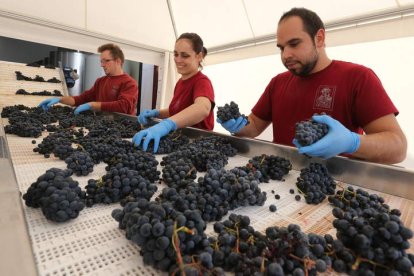 Selección manual de la uva que ayer comenzó a entrar en la bodega de Toral de los Vados.