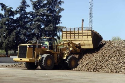 Bulldozer trasladando remolacha en las instalaciones de la azucarera de La Bañeza.