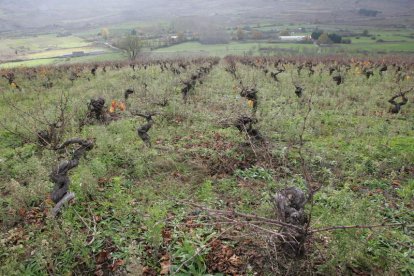 Una de las parcelas cedidas a través del Banco de Tierras en San Lorenzo (Ponferrada).