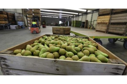 Pera conferencia recién recogida en una de las industrias adscritas a la Marca de Garantía del Bierzo.