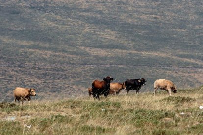 Vega apuesta por aprovechar el potencial de cría de vacuno en los valles de Los Ancares. L. DE LA MATA