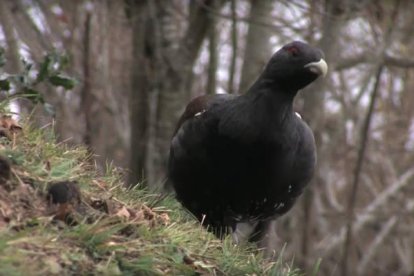 Ejemplar de urogallo cantábrico