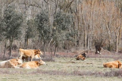 Varias vacas pastan en una finca de León. MARCIANO PÉREZ