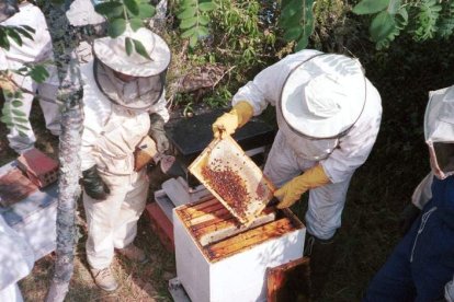 Los apicultores aseguran que la desaparición de las abejas afectará a los vinos y a los frutales, por su labor polinizadora.