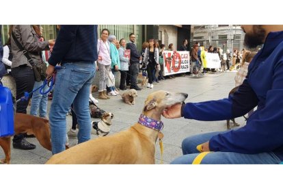 Concentración en León contra  la enmienda del Partido Socialista en relación con la futura Ley de Protección Animal, puesto que esta excluiría a los perros de caza y pastoreo de su cobijo jurídico. DL