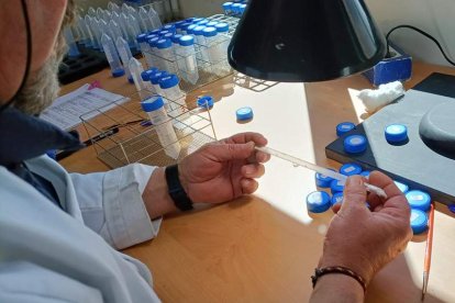 Trabajo de laboratorio para identificar agentes biológicos que ayuden a controlar al hongo. CESEFOR