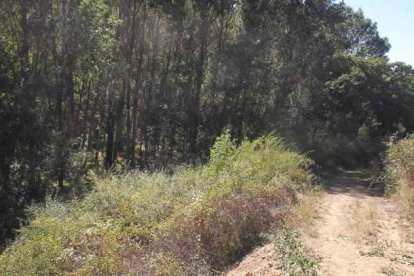 La ruta de las Puentes de Malpaso donde se perdieron los jóvenes de fiesta en Molinaseca.