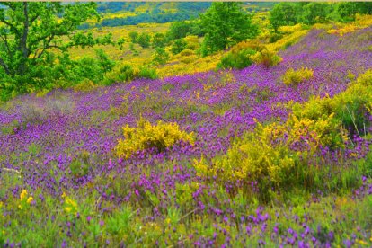 Paisaje en la ruta ornitológica diseñada por Trino.