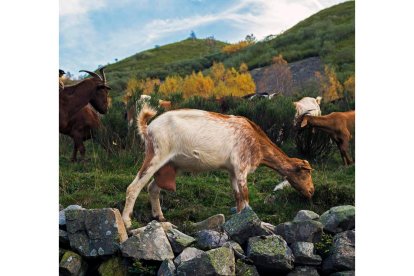 Ganado caprino en pastos de montaña. archivo