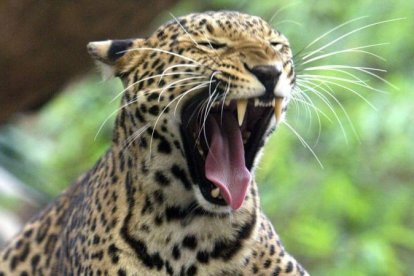 Un leopardo, en un zoo de Bangkok.