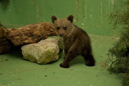 La osezna, en el centro de animales de Burgos