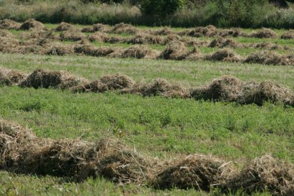 La sequía ha dejado un mal año en la producción de hierba en la provincia.