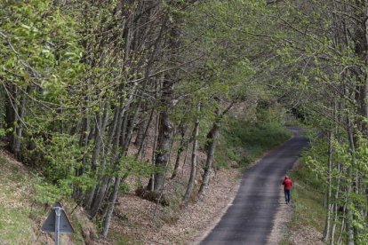 Castaños en la zona de San Julián, en el Bierzo Oeste, donde la plaga de la avispilla es evidente. L. DE LA MATA