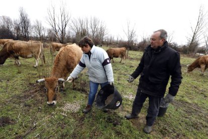 Un ganadero que produce carne ecológica de la montaña leonesa. MARCIANO PÉREZ