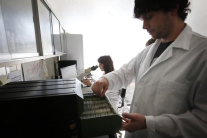 Análisis de los pólenes en el Registro Aerológico, ayer en la Universidad de León. JESÚS F. SALVADORES