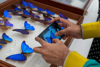 Insectario de la familia de Susan y Peter J. Solomon en Nueva York. ÁNGEL COLMENARES